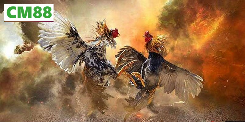 Ưu điểm của Đá gà CM88