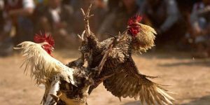 Nguồn gốc và sức hút của Đá Gà Cựa Sắt